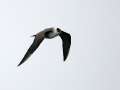 Long-tailed Jaeger